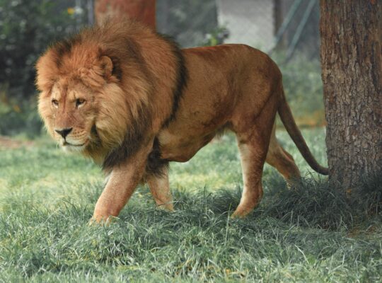 Lion's mane